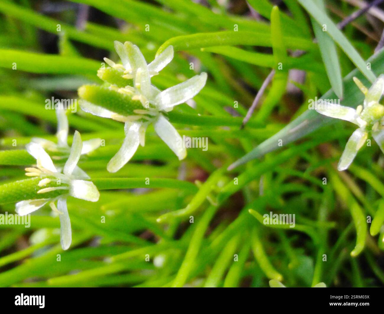 Petite queue de mousette (Myosurus minimus), Plantae, Колышлейский р-н, Пензенская обл., Россия Banque D'Images