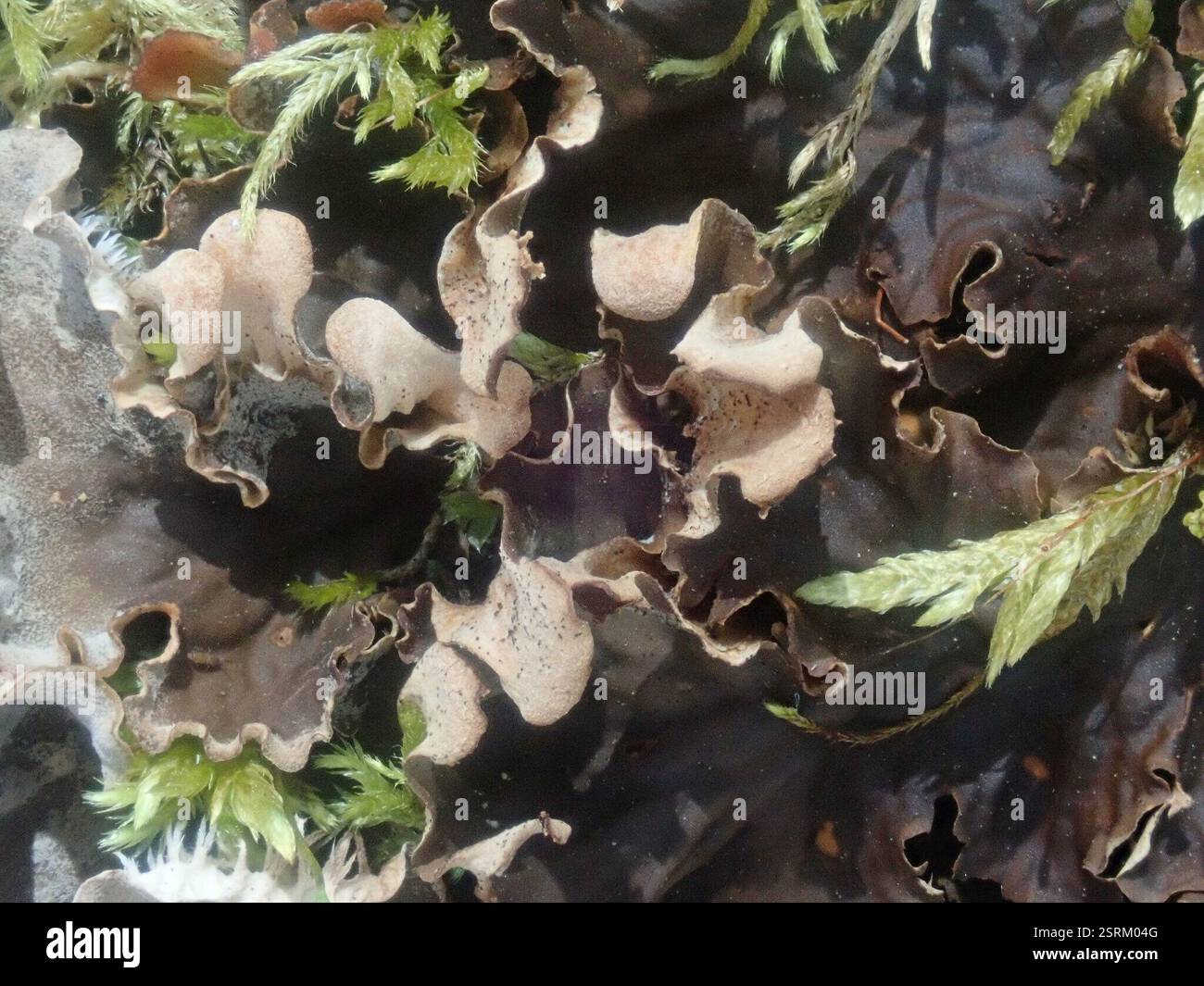 pelt lichens (Peltigera), champignons, Dorset, VT, États-Unis Banque D'Images