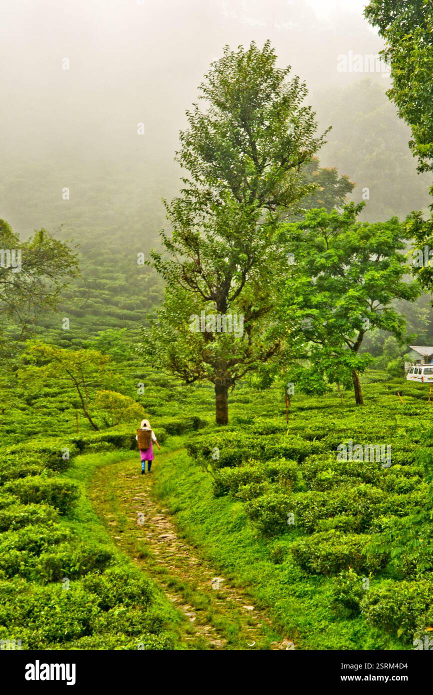 Une promenade entre la verdure luxuriante. Banque D'Images