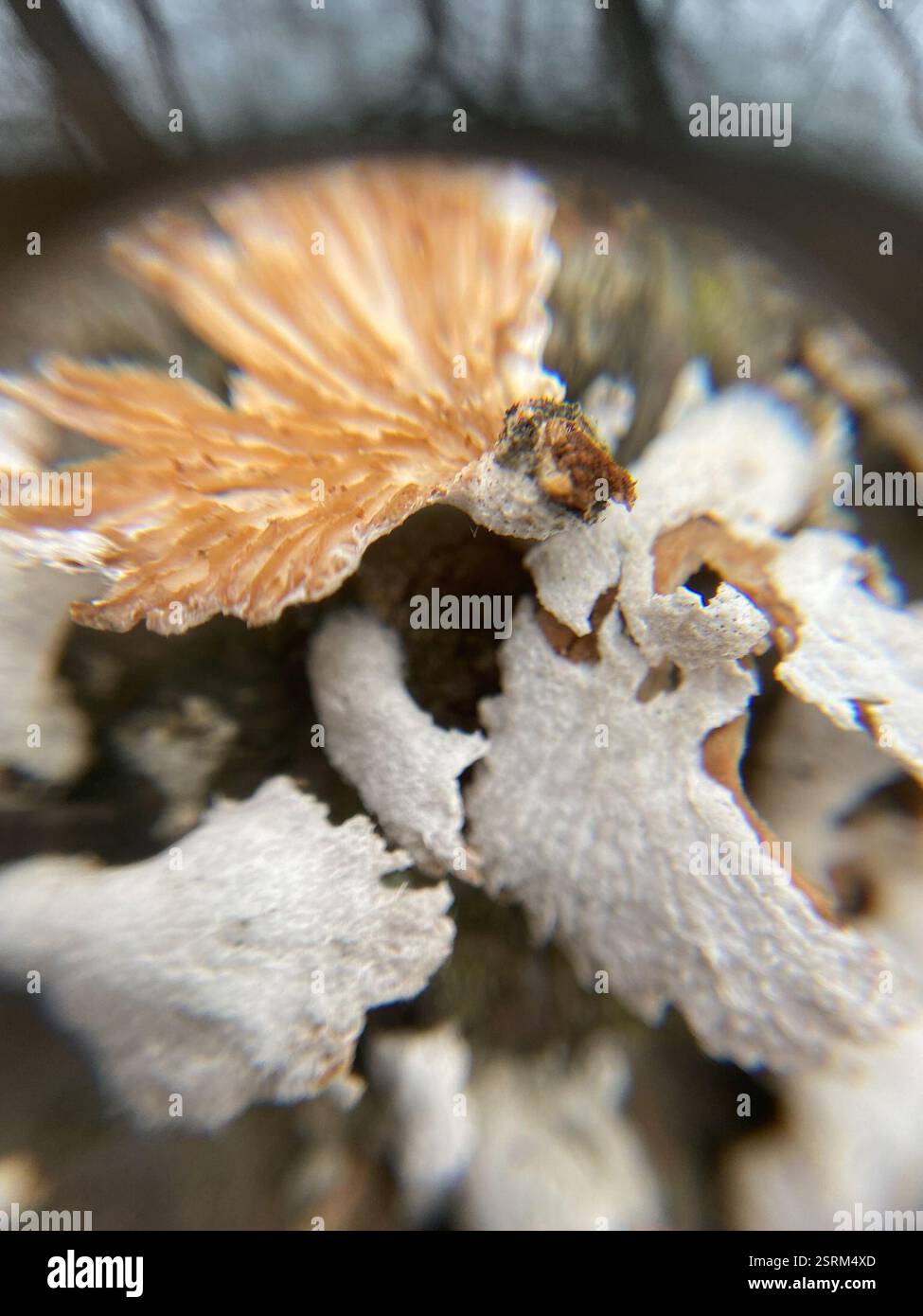 Champignon splitgill (commune de Schizophyllum), champignons, Devil's Lake State Park, Baraboo, WI, US, présent sur bois mort. Les branchies semblent fractionnées. Le chapeau apparaît blanc avec des poils flous. Trouvé dans le cluster. Banque D'Images