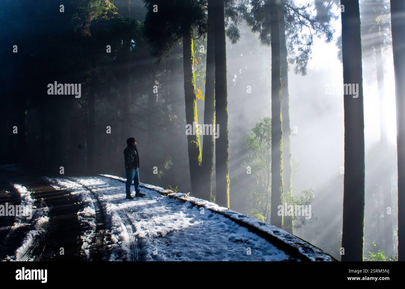 Un homme solitaire se tient sur une route enneigée, regardant vers les rayons du soleil coulant à travers la forêt brumeuse de pins, perdu dans la lueur tranquille de l'hiver. Banque D'Images