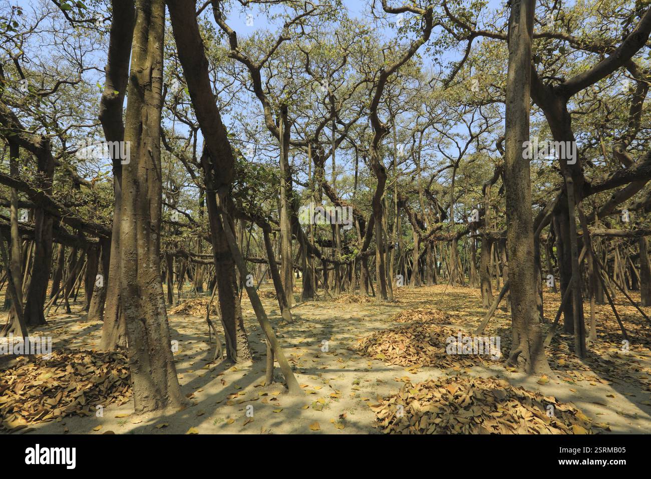 Banyan Tree, Acharya Jagadish Chandra Bose, jardin botanique, Bengale occidental, Inde, Asie Banque D'Images