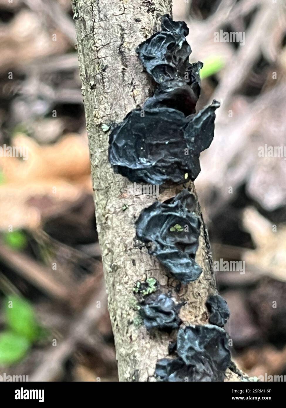 Beurre de Warlock (Exidia nigricans), champignons, East Oakmont, prune, PA, ÉTATS-UNIS Banque D'Images