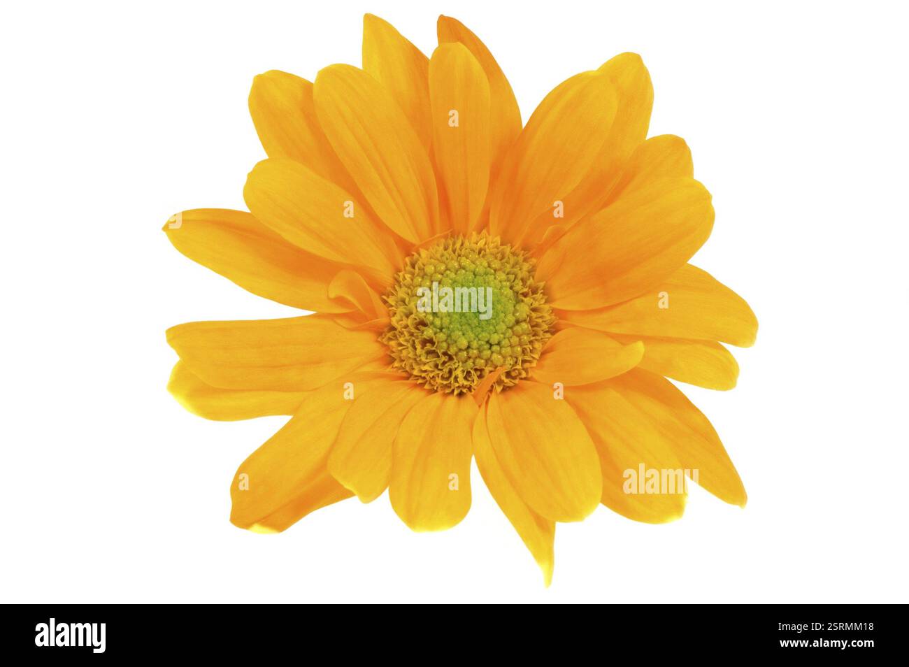 Fleur d’oranger Banque D'Images