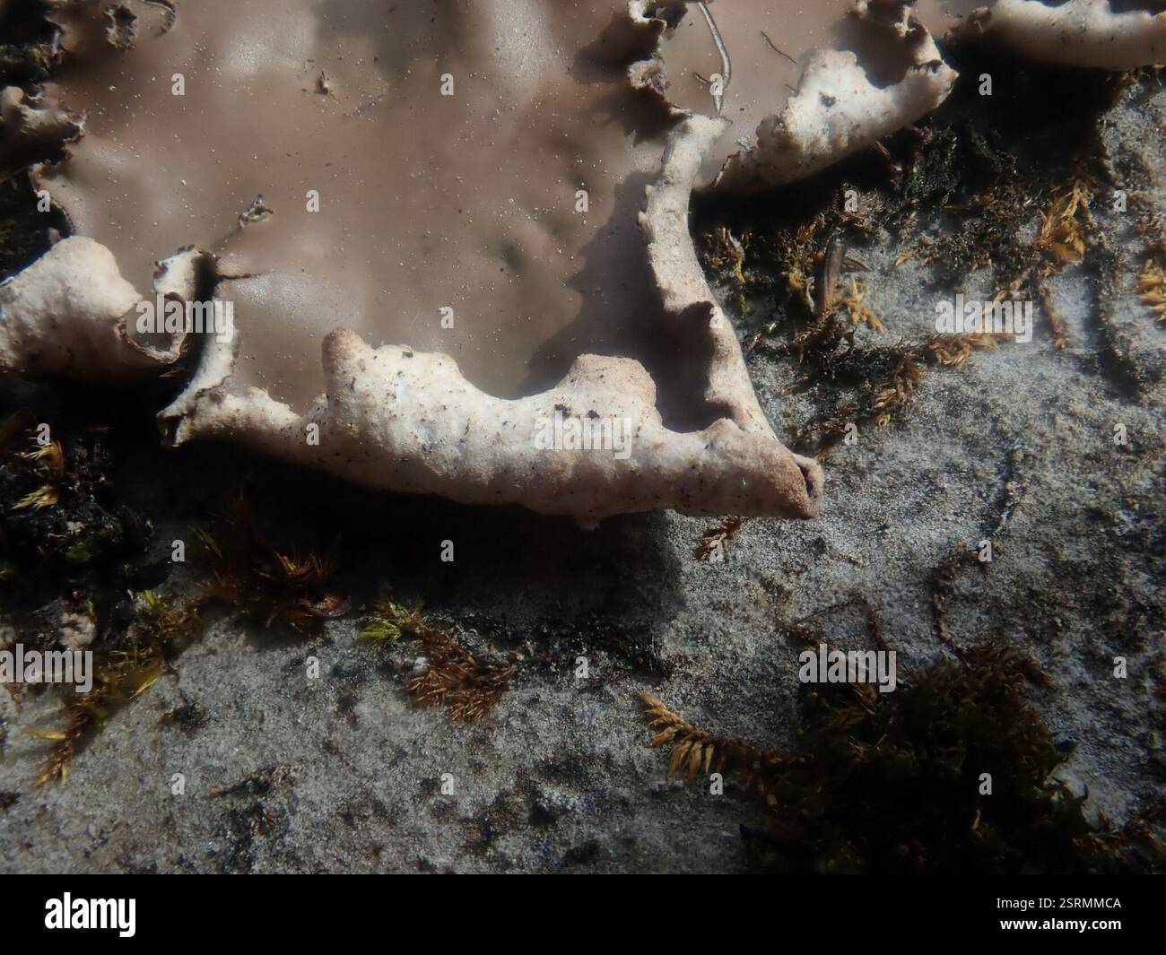 pelt lichens (Peltigera), champignons, Dorset, VT, États-Unis Banque D'Images