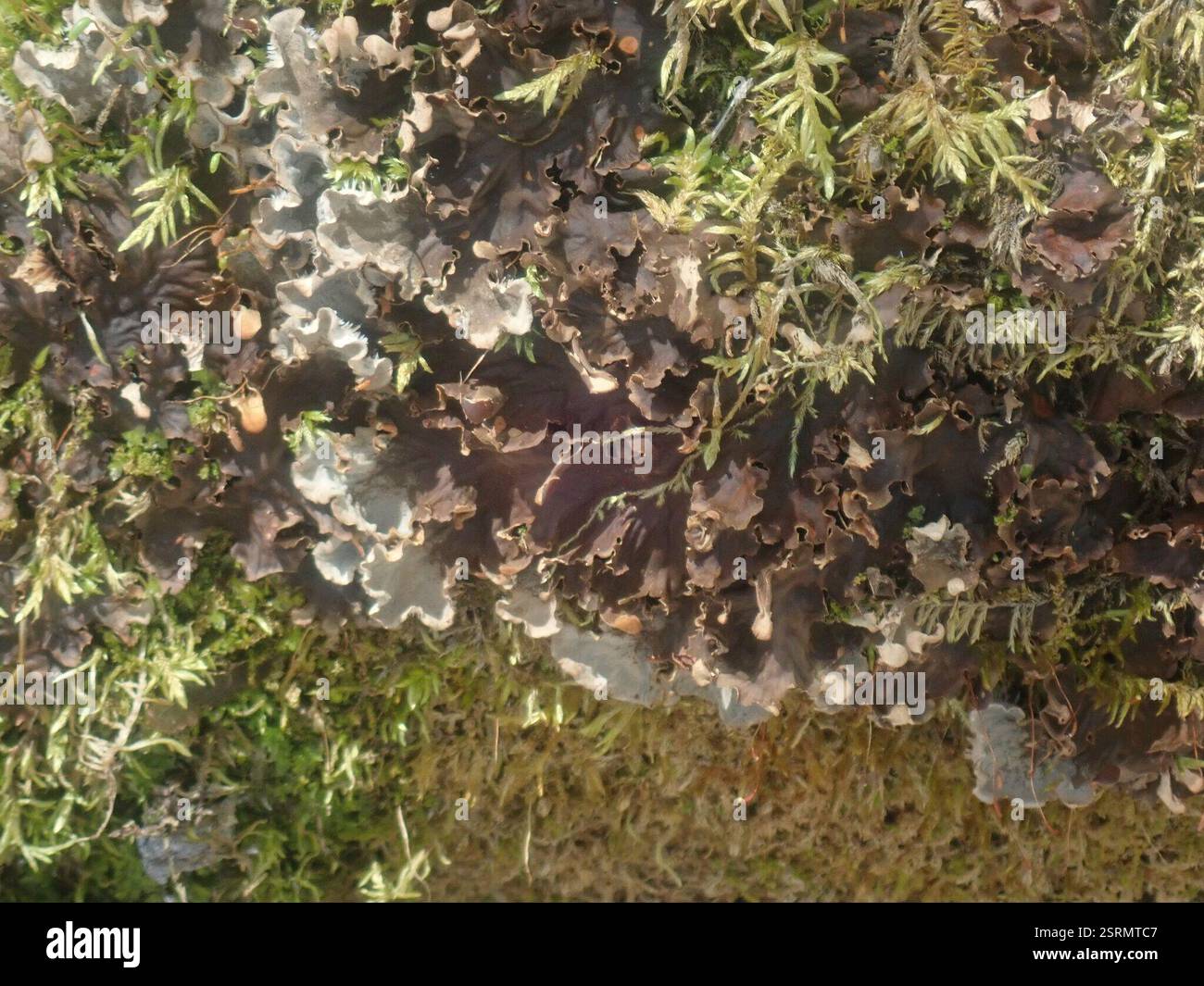 pelt lichens (Peltigera), champignons, Dorset, VT, États-Unis Banque D'Images