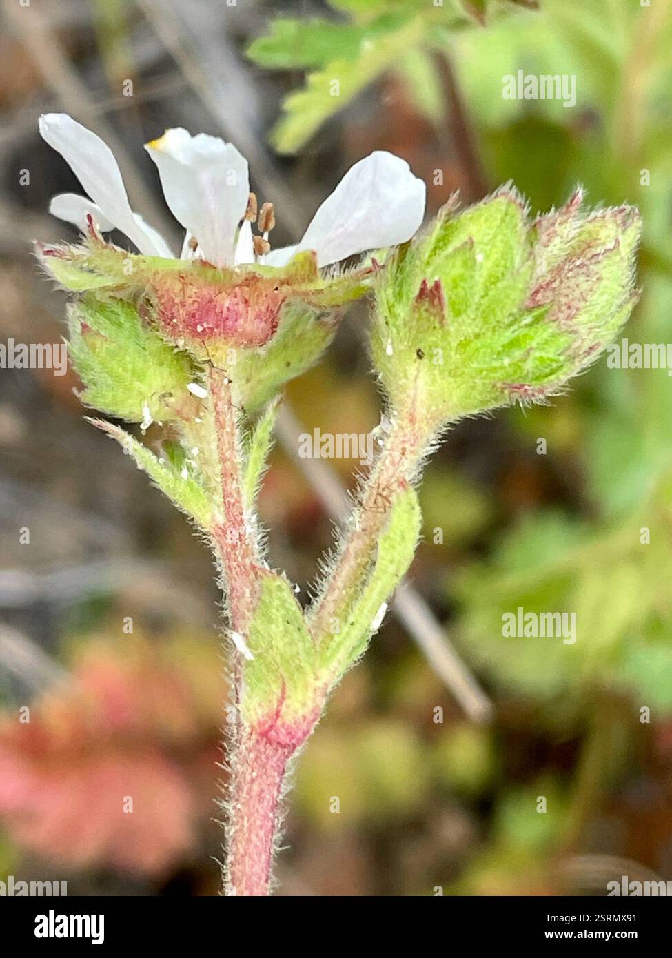 Horkelia de kellogg (Horkelia cuneata sericea), Plantae, comté de Monterey, US-CA, US, les deux ssp. Sont répertoriés dans Jepson eFlora pour CCO et poussent sur de vieilles dunes et collines de sable côtières. Kellogg's Horkelia. (Horkelia cuneata var. Sericea) 'habitude : poils denses, +- non glandulaires, ascendants à apprimés. Inflorescence : dense à +- ouvert ; grappes de plusieurs à plusieurs, à fleurs multiples ; pédicelles généralement 1-12 mm. Fleur : bord intérieur en hypanthium poilu ; base du filament de 0.5-1 mm de large. Chromosomes : n = 14. Écologie : vieilles dunes, collines de sable côtières ; altitude : généralement Banque D'Images