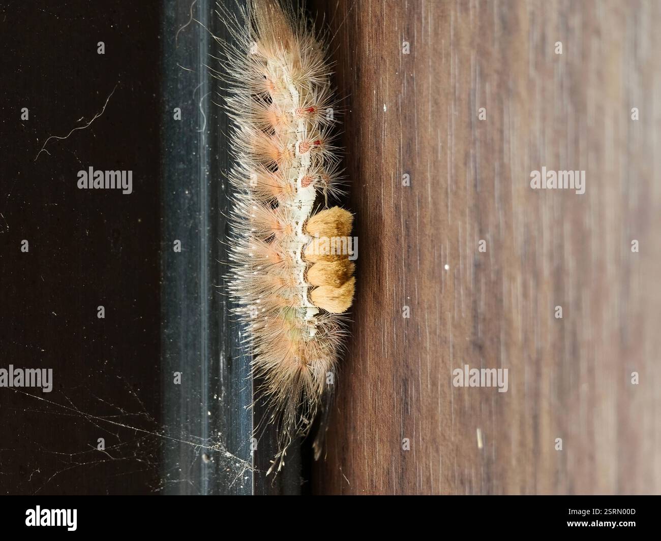 Larve de teigne tussock : Une chenille poilue avec des touffes de soies distinctives se prépare à la pupation Banque D'Images