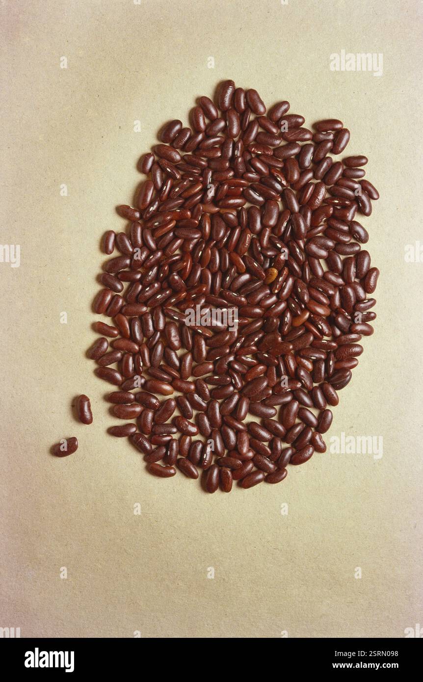 Haricots, rein rouge, rajma, Inde, Asie Banque D'Images