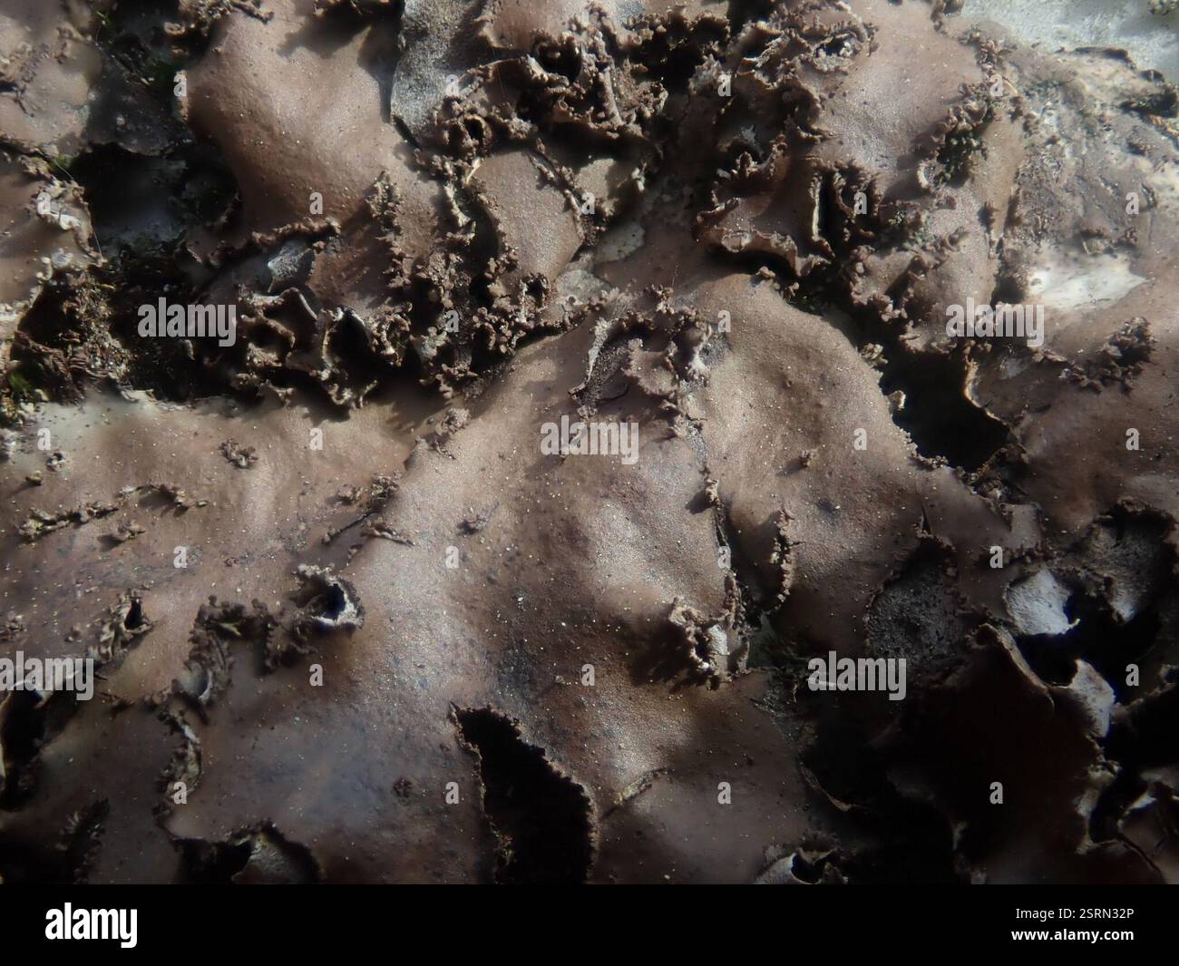 pelt lichens (Peltigera), champignons, Dorset, VT, États-Unis Banque D'Images