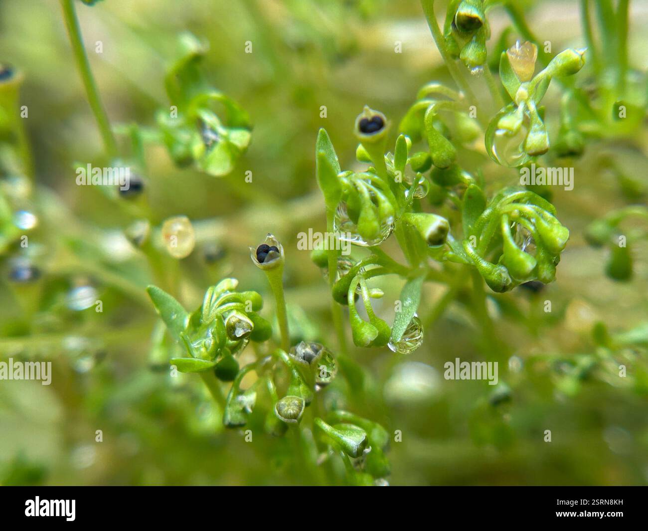 Clignotants (Montia fontana), Plantae, Fort Hunter Liggett, King City, CA, ÉTATS-UNIS Banque D'Images