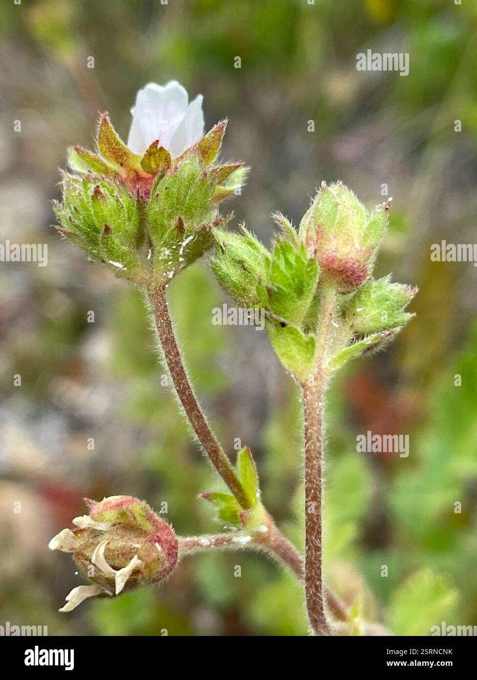 Horkelia de kellogg (Horkelia cuneata sericea), Plantae, comté de Monterey, US-CA, US, les deux ssp. Sont répertoriés dans Jepson eFlora pour CCO et poussent sur de vieilles dunes et collines de sable côtières. Kellogg's Horkelia. (Horkelia cuneata var. Sericea) 'habitude : poils denses, +- non glandulaires, ascendants à apprimés. Inflorescence : dense à +- ouvert ; grappes de plusieurs à plusieurs, à fleurs multiples ; pédicelles généralement 1-12 mm. Fleur : bord intérieur en hypanthium poilu ; base du filament de 0.5-1 mm de large. Chromosomes : n = 14. Écologie : vieilles dunes, collines de sable côtières ; altitude : généralement Banque D'Images
