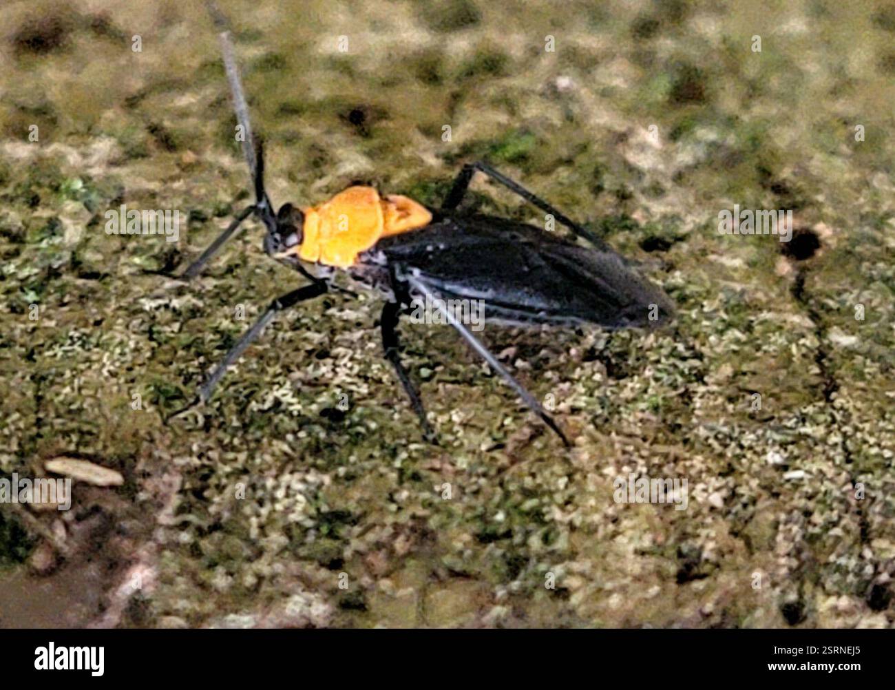 (Prepops insitivus), Insecta, Jackson, Géorgie 30233, EE. UU. Banque D'Images