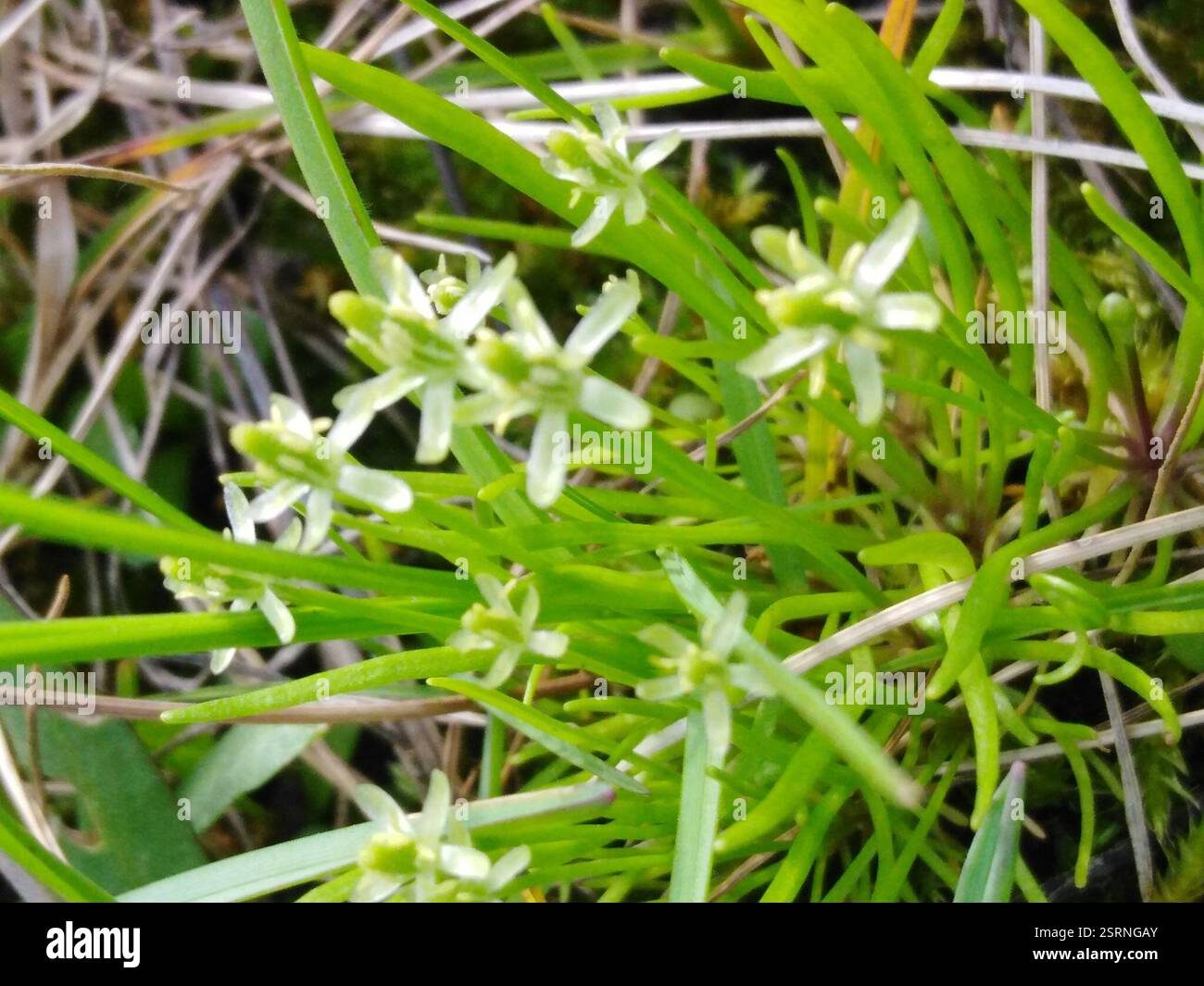 Petite queue de mousette (Myosurus minimus), Plantae, Колышлейский р-н, Пензенская обл., Россия Banque D'Images
