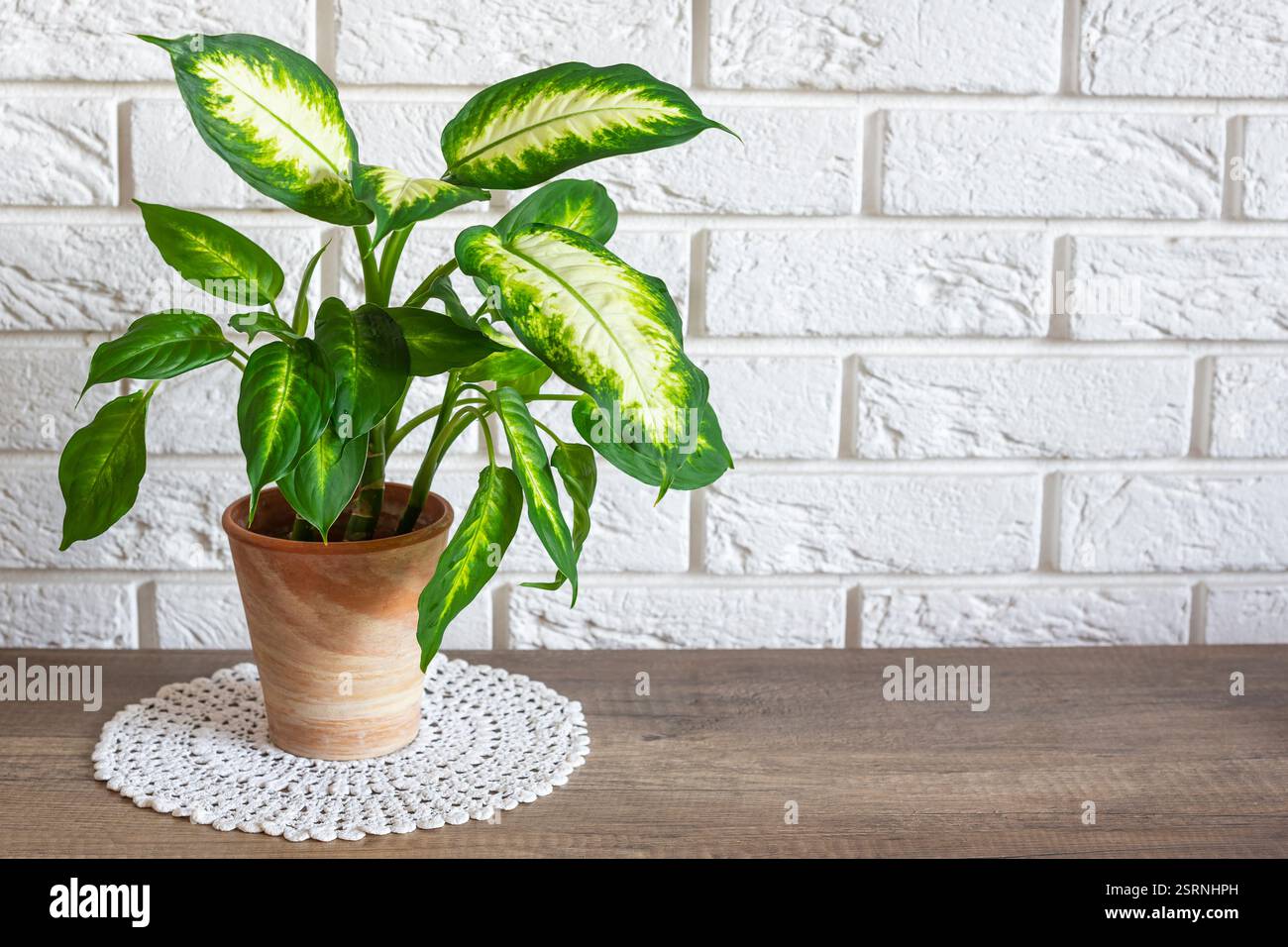 Décoration intérieure minimaliste moderne avec plante Dieffenbachia debout dans un pot en terre cuite Banque D'Images