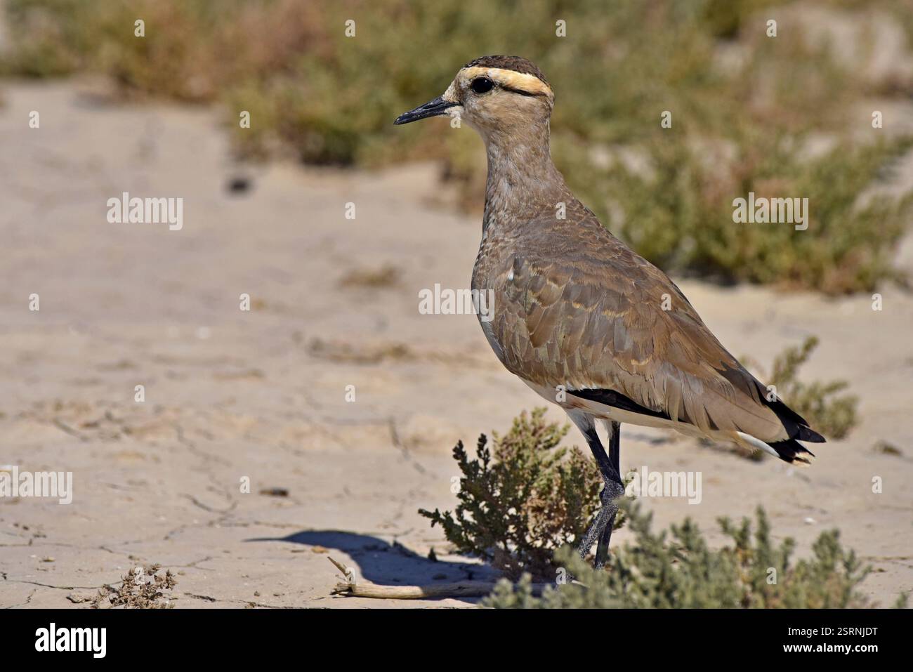 Vanneau oiseau, banni d'herbages, Kutch, Gujarat, Inde, Asie Banque D'Images