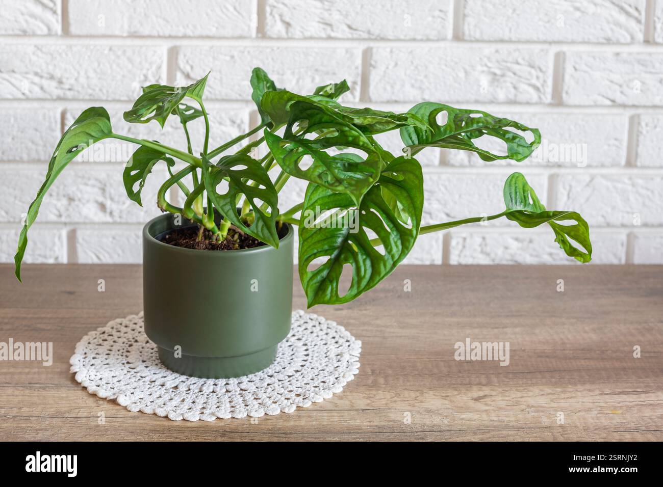Plante de fleur de Monstera dans un pot vert de bouteille se tient sur le crochet blanc doily. Décoration intérieure Banque D'Images