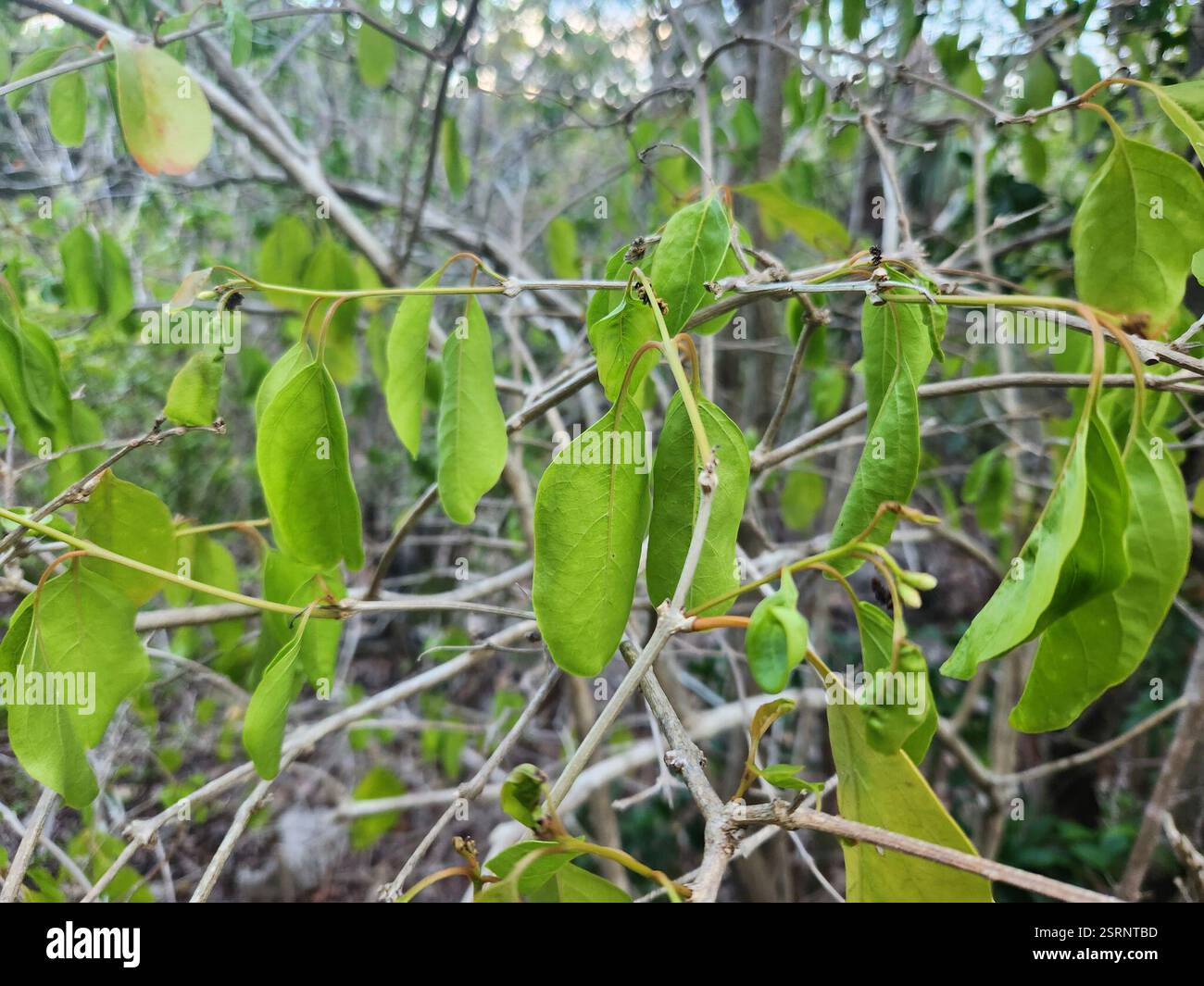 Bois d'oiseau épineux (Citharexylum spinosum), Plantae, Caïman Brac, KY Banque D'Images