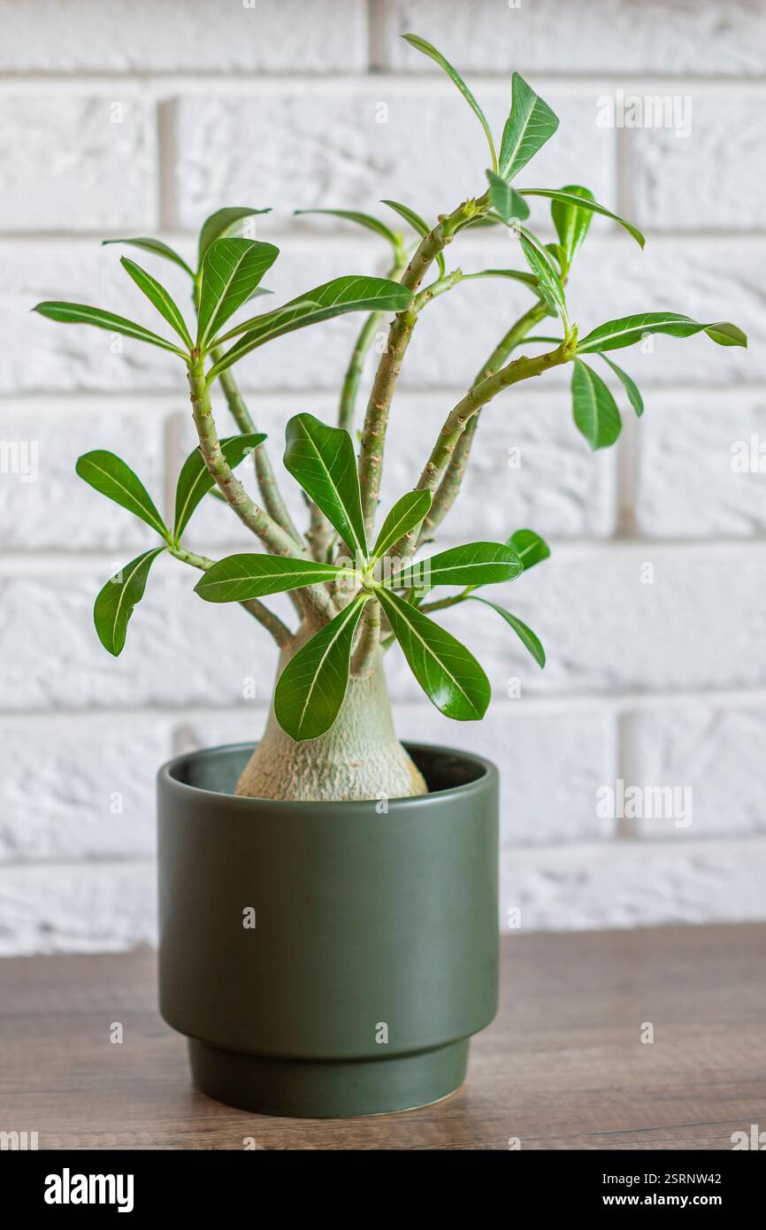 Plante Adenium obesum (Desert Rose, Impala Lily, Mock Azalea) qui ressemble à un baobab miniature en pot vert bouteille Banque D'Images