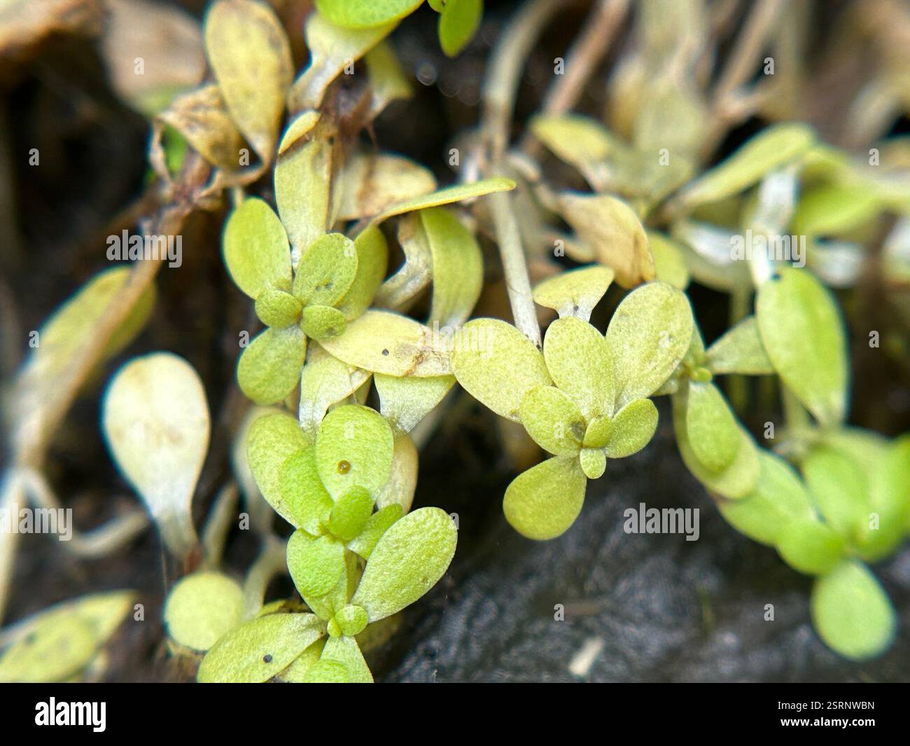 Clignotants (Montia fontana), Plantae, Fort Hunter Liggett, King City, CA, ÉTATS-UNIS Banque D'Images