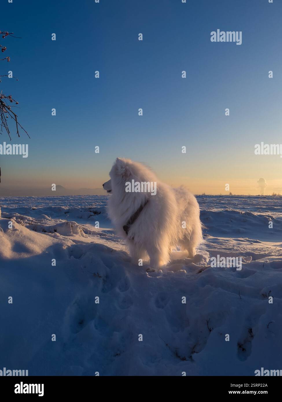 Chien blanc dans la neige. Chien Samoyed dans le paysage d'hiver. Ciel bleu en arrière-plan Banque D'Images