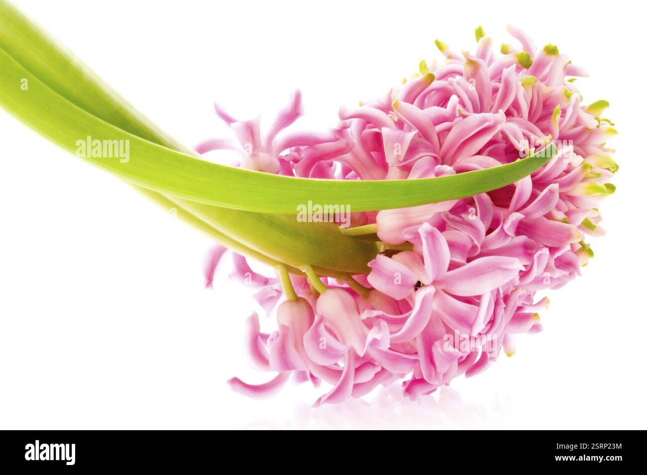 Jacinthe avec sol et système racinaire isolé sur le fond blanc Banque D'Images