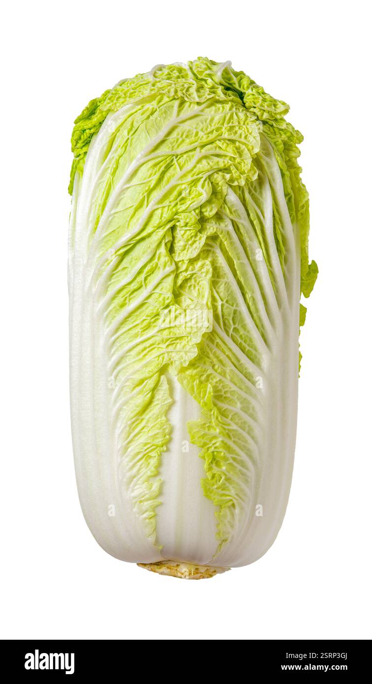 Chou chinois frais isolé sur un fond blanc. Chou napa croustillant entier avec des feuilles vertes découpées. Conception alimentaire, nourriture végétalienne, concept végétal. Banque D'Images