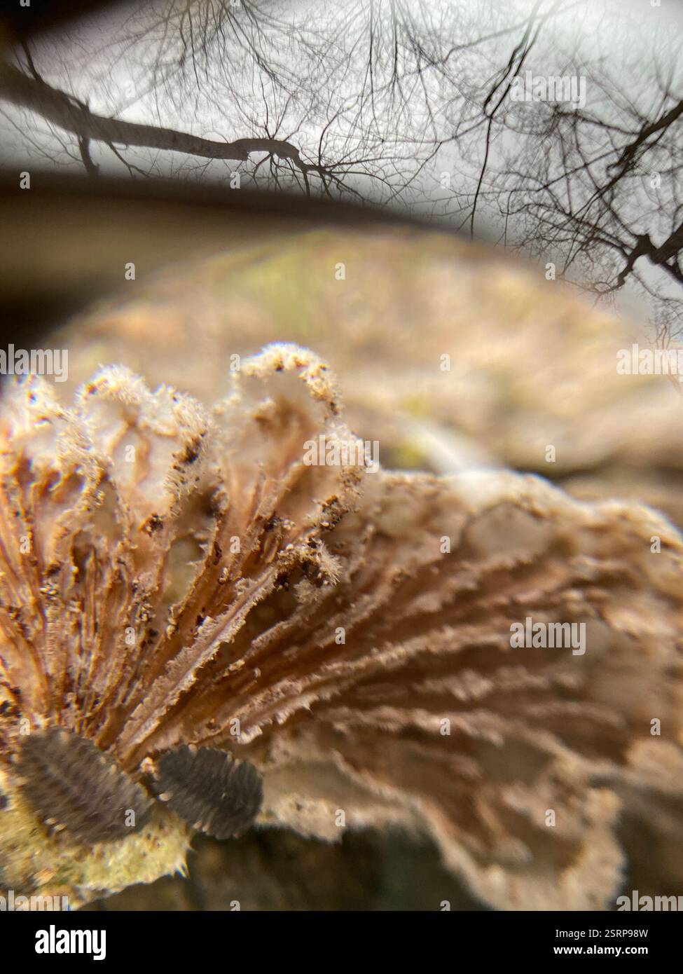 Champignon splitgill (commune de Schizophyllum), champignons, Devil's Lake State Park, Baraboo, WI, US, présent sur bois mort. Les branchies semblent fractionnées. Le chapeau apparaît blanc avec des poils flous. Trouvé dans le cluster. Banque D'Images