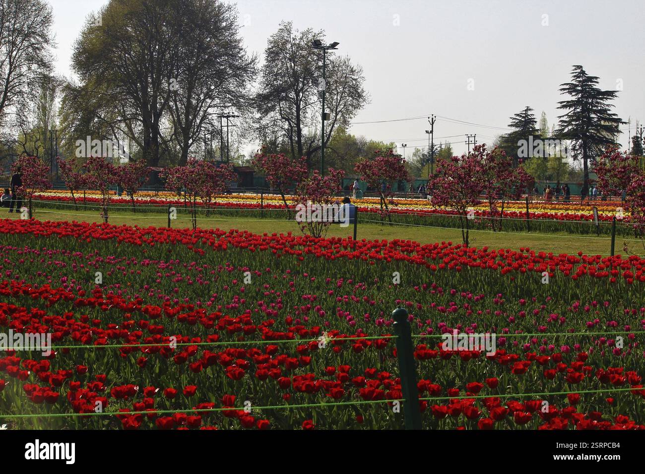 Indira Gandhi Memorial Tulip Garden, à Srinagar, au Cachemire, en Inde, en Asie Banque D'Images