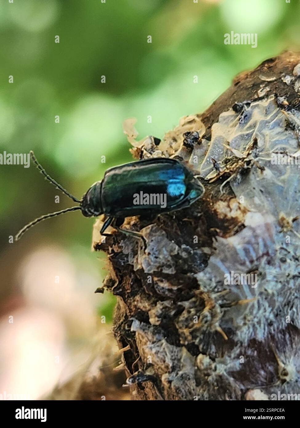 Alder Flea Beetle (Altica ambiens), Insecta, Idyllwild-Pine Cove, CA, États-Unis Banque D'Images