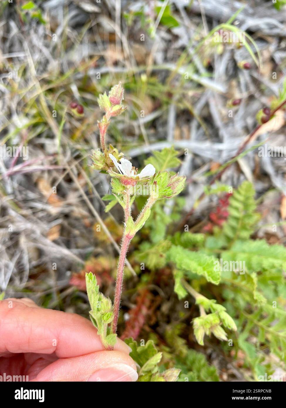Horkelia de kellogg (Horkelia cuneata sericea), Plantae, comté de Monterey, US-CA, US, les deux ssp. Sont répertoriés dans Jepson eFlora pour CCO et poussent sur de vieilles dunes et collines de sable côtières. Kellogg's Horkelia. (Horkelia cuneata var. Sericea) 'habitude : poils denses, +- non glandulaires, ascendants à apprimés. Inflorescence : dense à +- ouvert ; grappes de plusieurs à plusieurs, à fleurs multiples ; pédicelles généralement 1-12 mm. Fleur : bord intérieur en hypanthium poilu ; base du filament de 0.5-1 mm de large. Chromosomes : n = 14. Écologie : vieilles dunes, collines de sable côtières ; altitude : généralement Banque D'Images