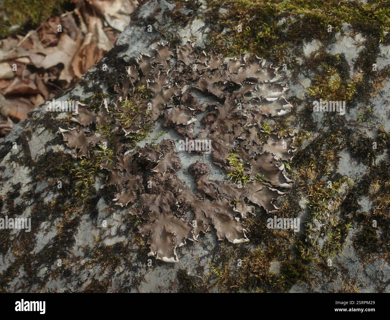 pelt lichens (Peltigera), champignons, Dorset, VT, États-Unis Banque D'Images