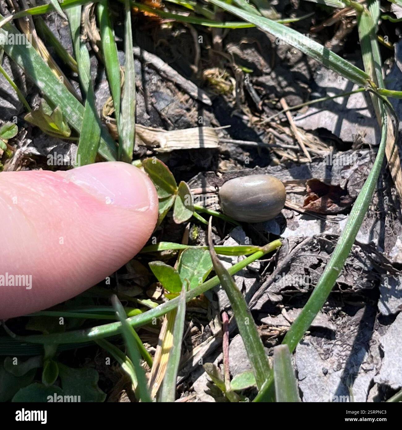Ricin Tick (Ixodes ricinus), Arachnida, Świniarki, Piwniczna-Zdrój, petite-Pologne, PL, trouvé sur ce pauvre chien ici : inaturalist.org/observations/158869349 observation pour le plus petit : inaturalist.org/observations/160471212 Banque D'Images