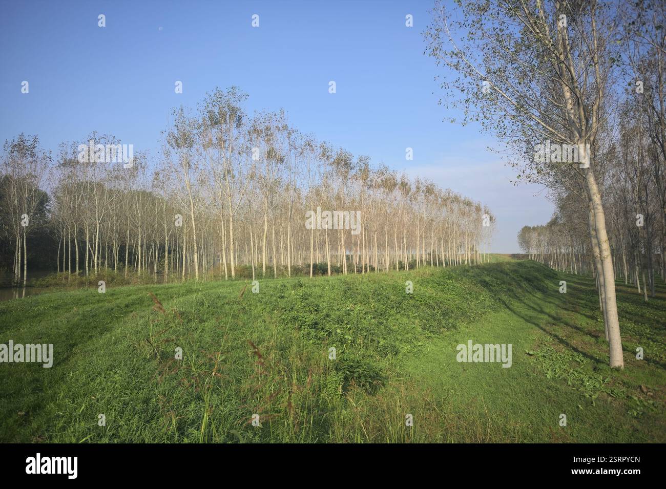 Sentier herbeux sur un remblai bordé de bosquets inondés dans la campagne italienne Banque D'Images