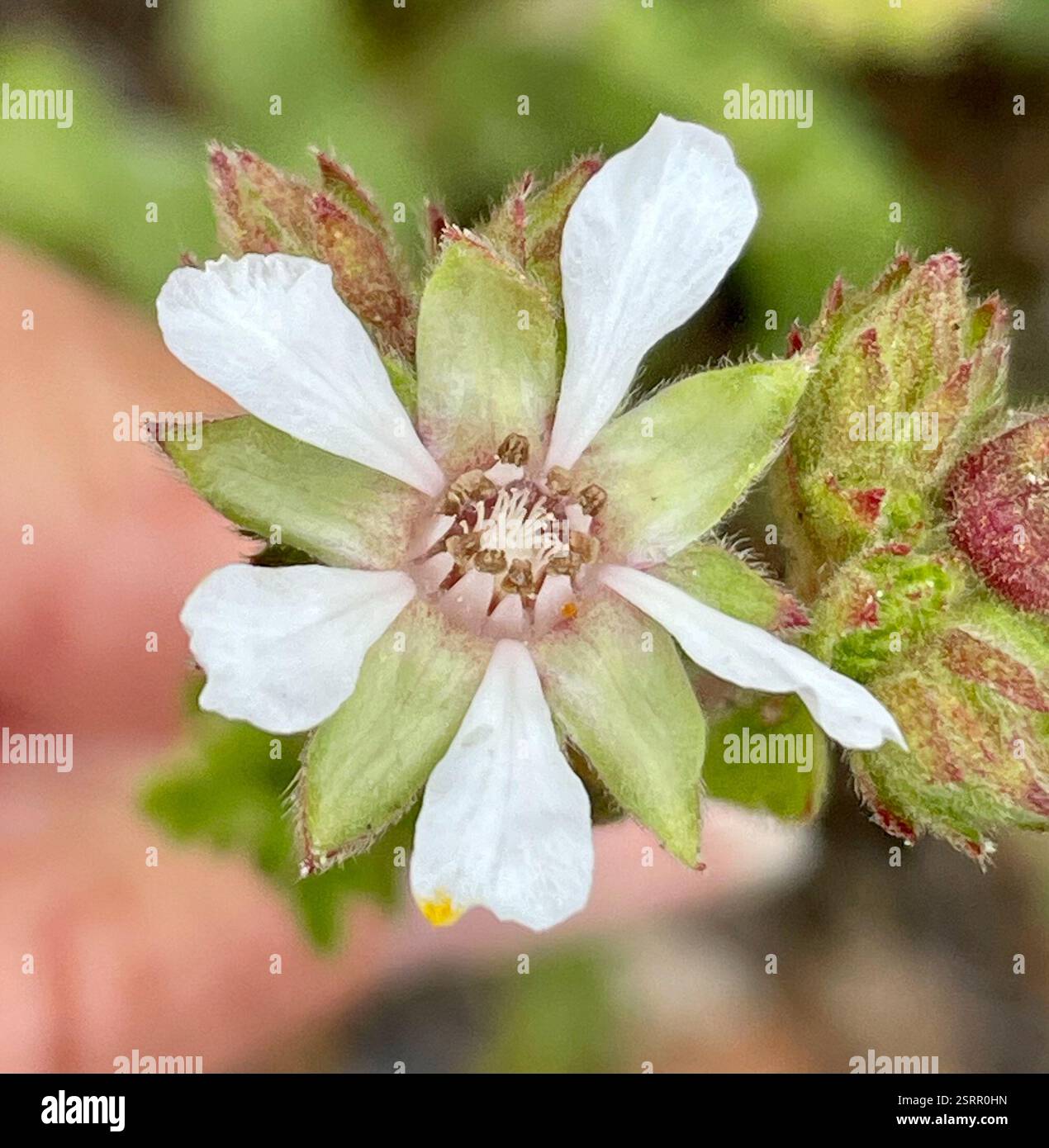 Horkelia de kellogg (Horkelia cuneata sericea), Plantae, comté de Monterey, US-CA, US, les deux ssp. Sont répertoriés dans Jepson eFlora pour CCO et poussent sur de vieilles dunes et collines de sable côtières. Kellogg's Horkelia. (Horkelia cuneata var. Sericea) 'habitude : poils denses, +- non glandulaires, ascendants à apprimés. Inflorescence : dense à +- ouvert ; grappes de plusieurs à plusieurs, à fleurs multiples ; pédicelles généralement 1-12 mm. Fleur : bord intérieur en hypanthium poilu ; base du filament de 0.5-1 mm de large. Chromosomes : n = 14. Écologie : vieilles dunes, collines de sable côtières ; altitude : généralement Banque D'Images