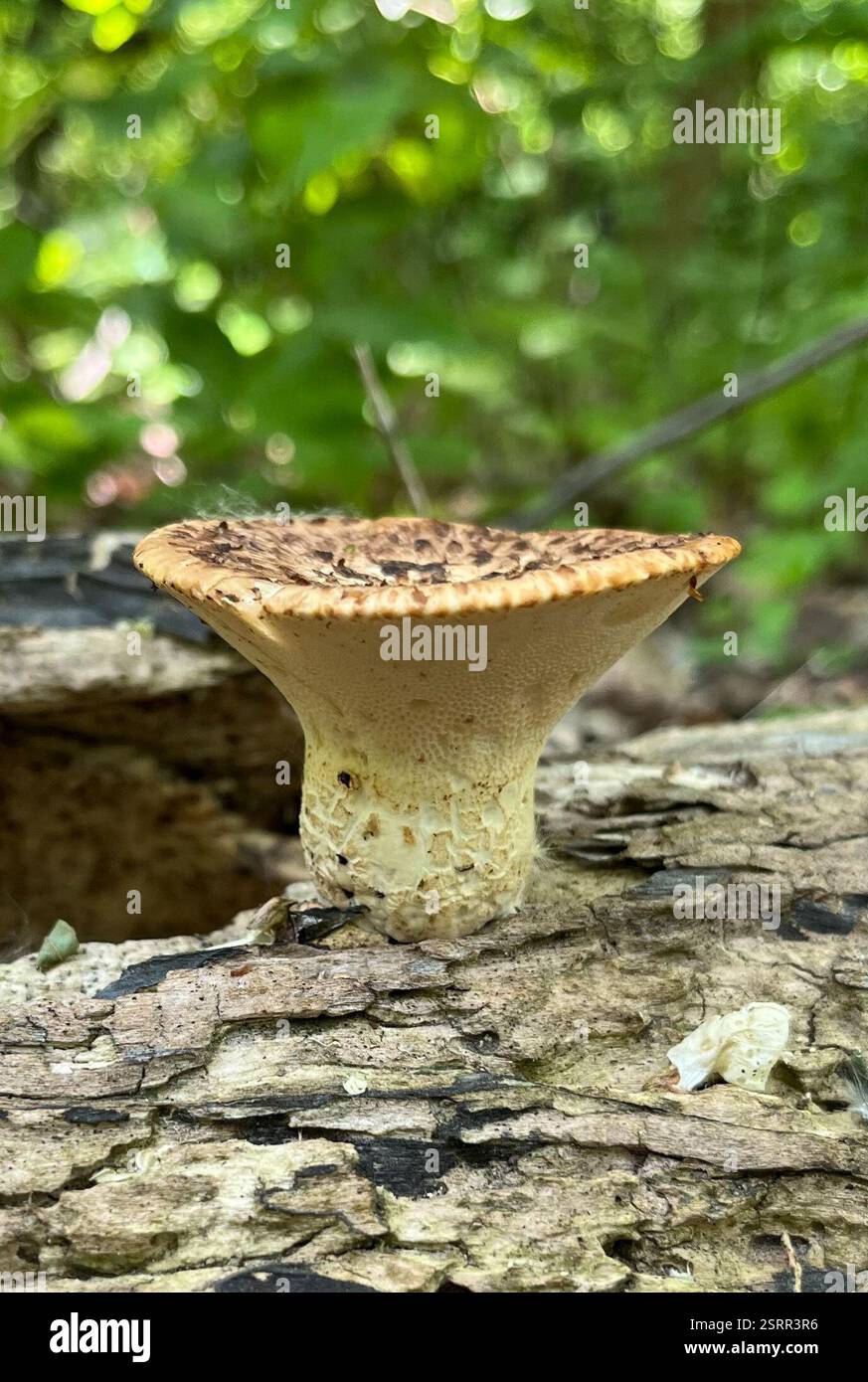 Selle de Dryad (Cerioporus squamosus), champignons, Inwood Hill Park, New York, NY, ÉTATS-UNIS Banque D'Images