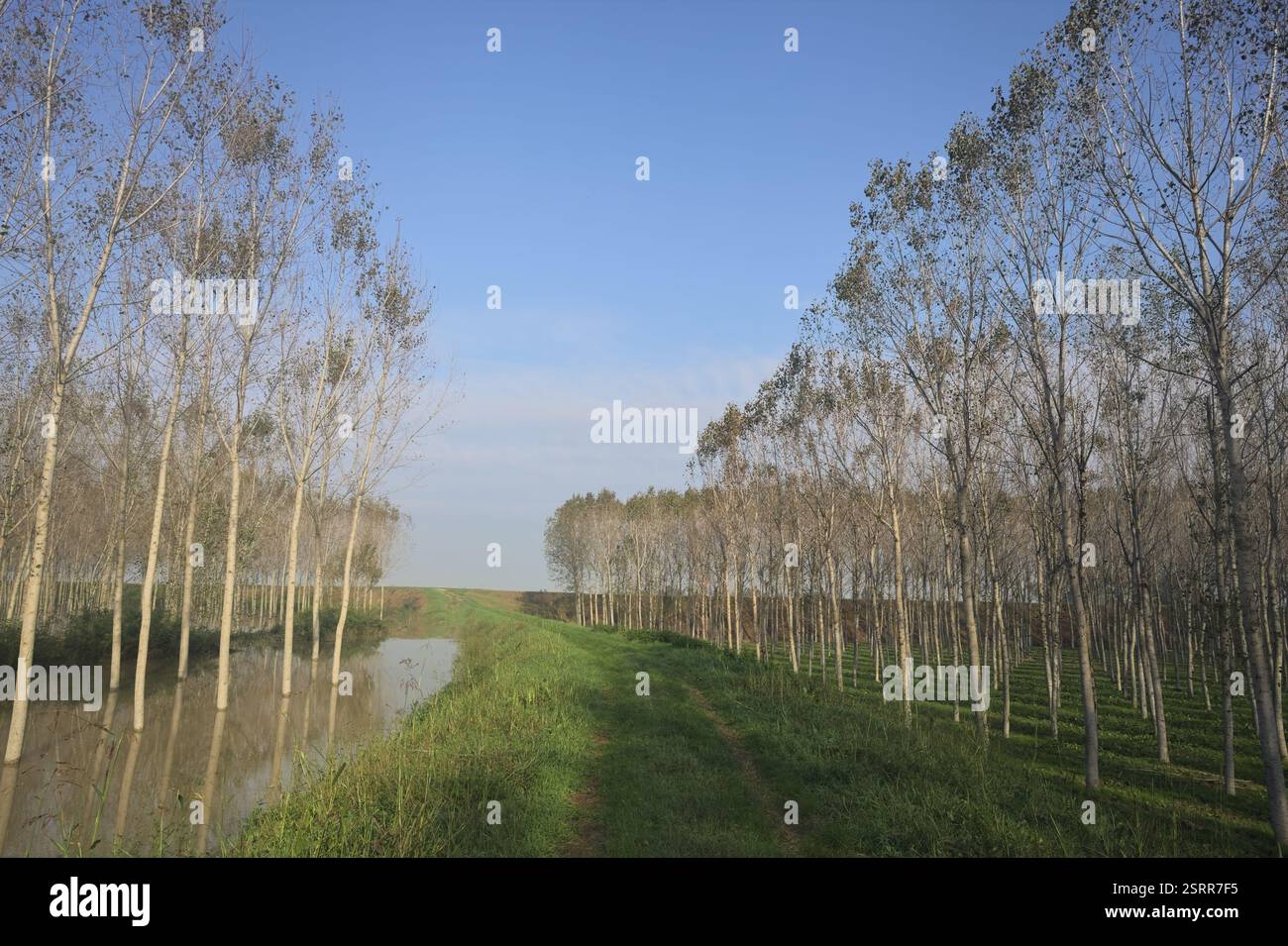 Sentier herbeux sur un remblai bordé de bosquets inondés dans la campagne italienne Banque D'Images