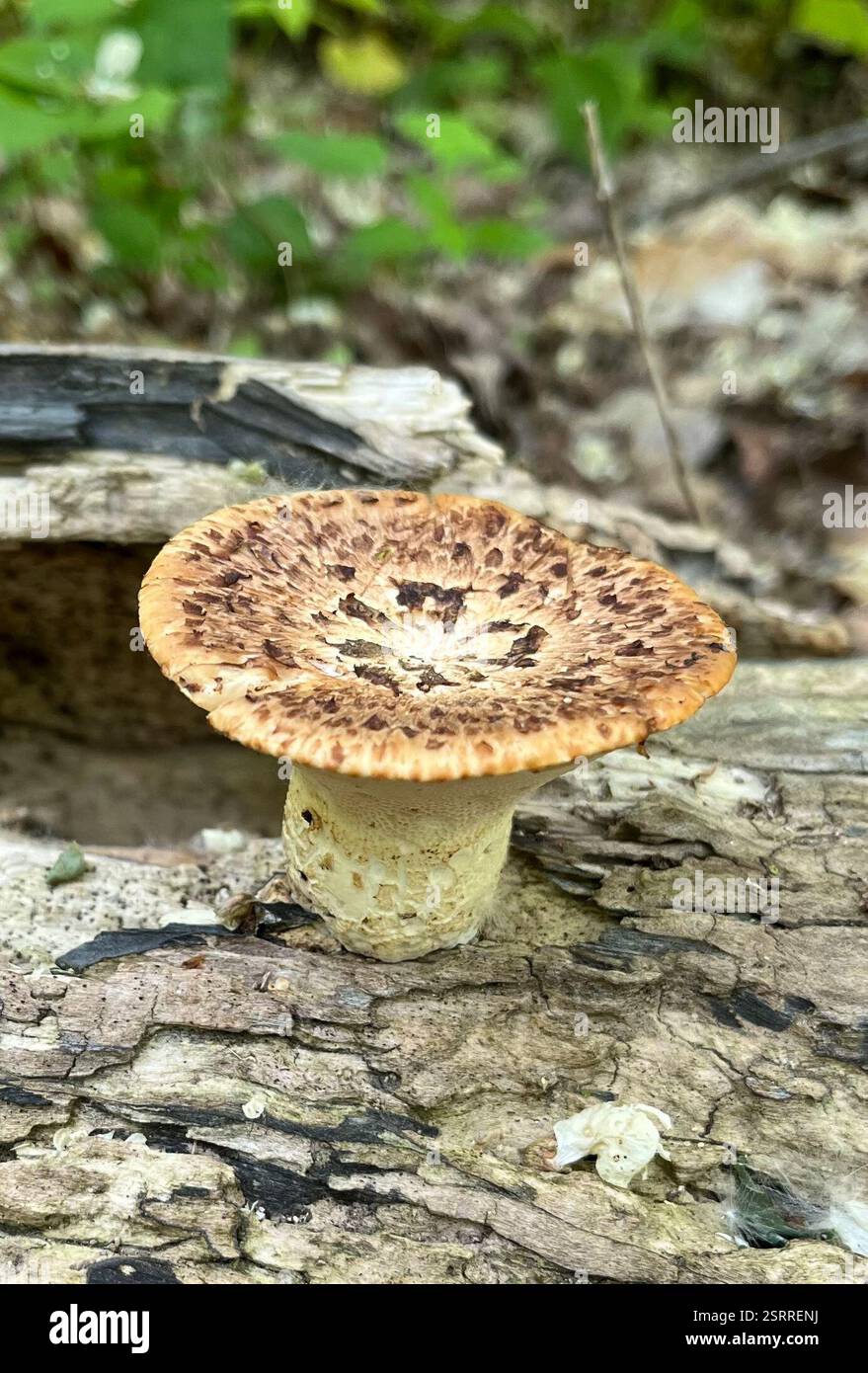 Selle de Dryad (Cerioporus squamosus), champignons, Inwood Hill Park, New York, NY, ÉTATS-UNIS Banque D'Images