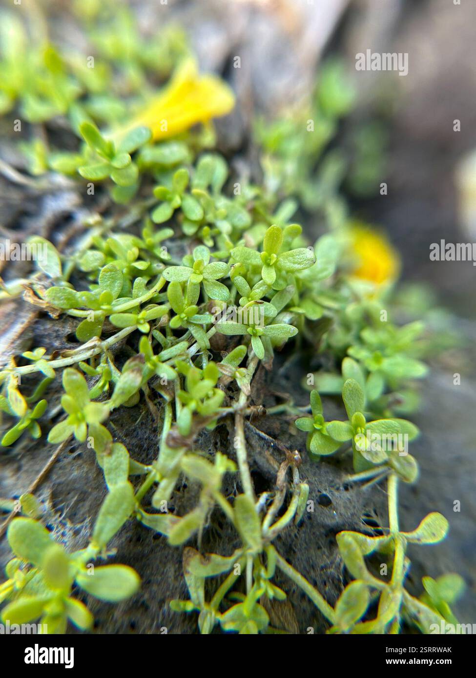 Clignotants (Montia fontana), Plantae, Fort Hunter Liggett, King City, CA, ÉTATS-UNIS Banque D'Images