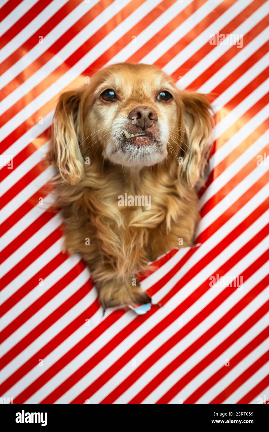 Spaniel Mongrel Dog regarde à travers une ouverture dans un papier d'emballage rayé rouge et blanc Banque D'Images