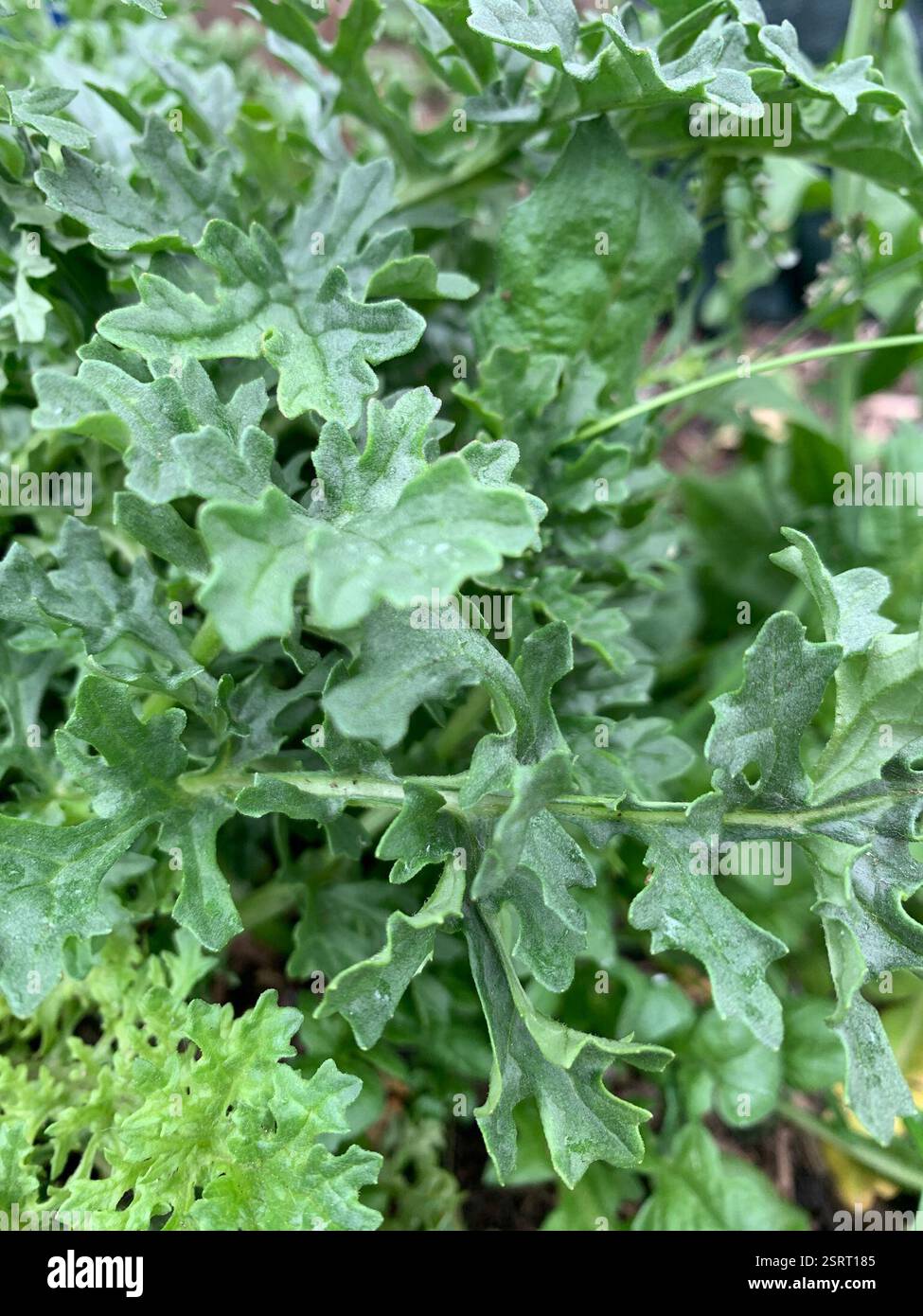 Ragwort (Jacobaea vulgaris), Plantae, Washington, US, plantation de bandes N 43rd & Evanston Banque D'Images