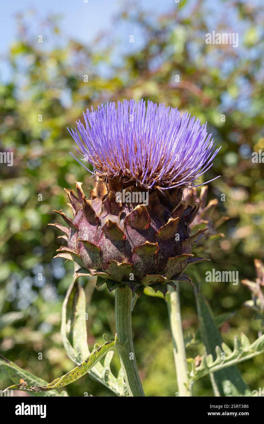 Un cardon ou un chardon d'artichaut (cynara scolymus) fleurissant en juillet, Hampshire, Angleterre. De la famille des Asteraceae, plante ornementale Banque D'Images