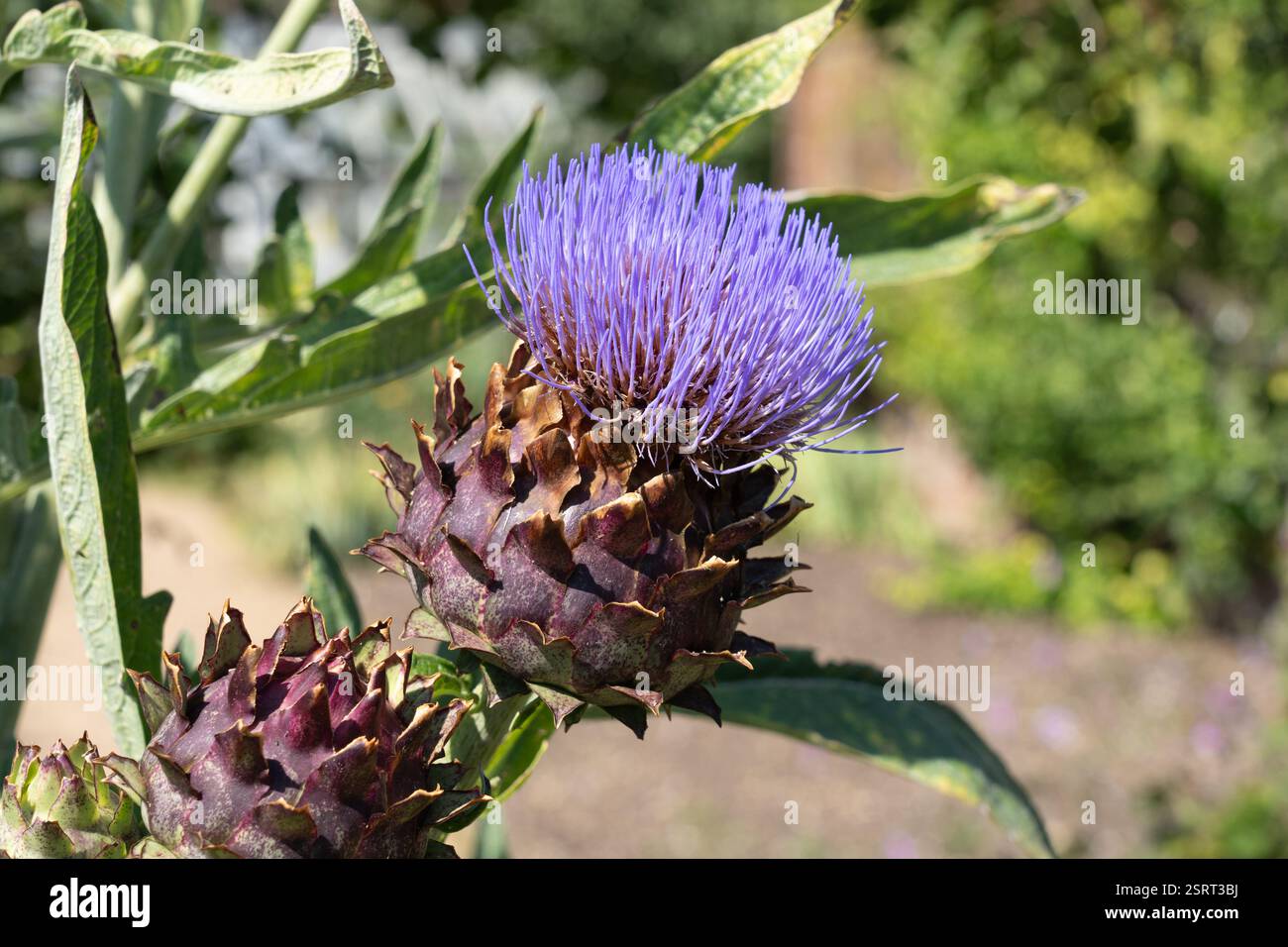 Un cardon ou un chardon d'artichaut (cynara scolymus) fleurissant en juillet, Hampshire, Angleterre. De la famille des Asteraceae, plante ornementale Banque D'Images