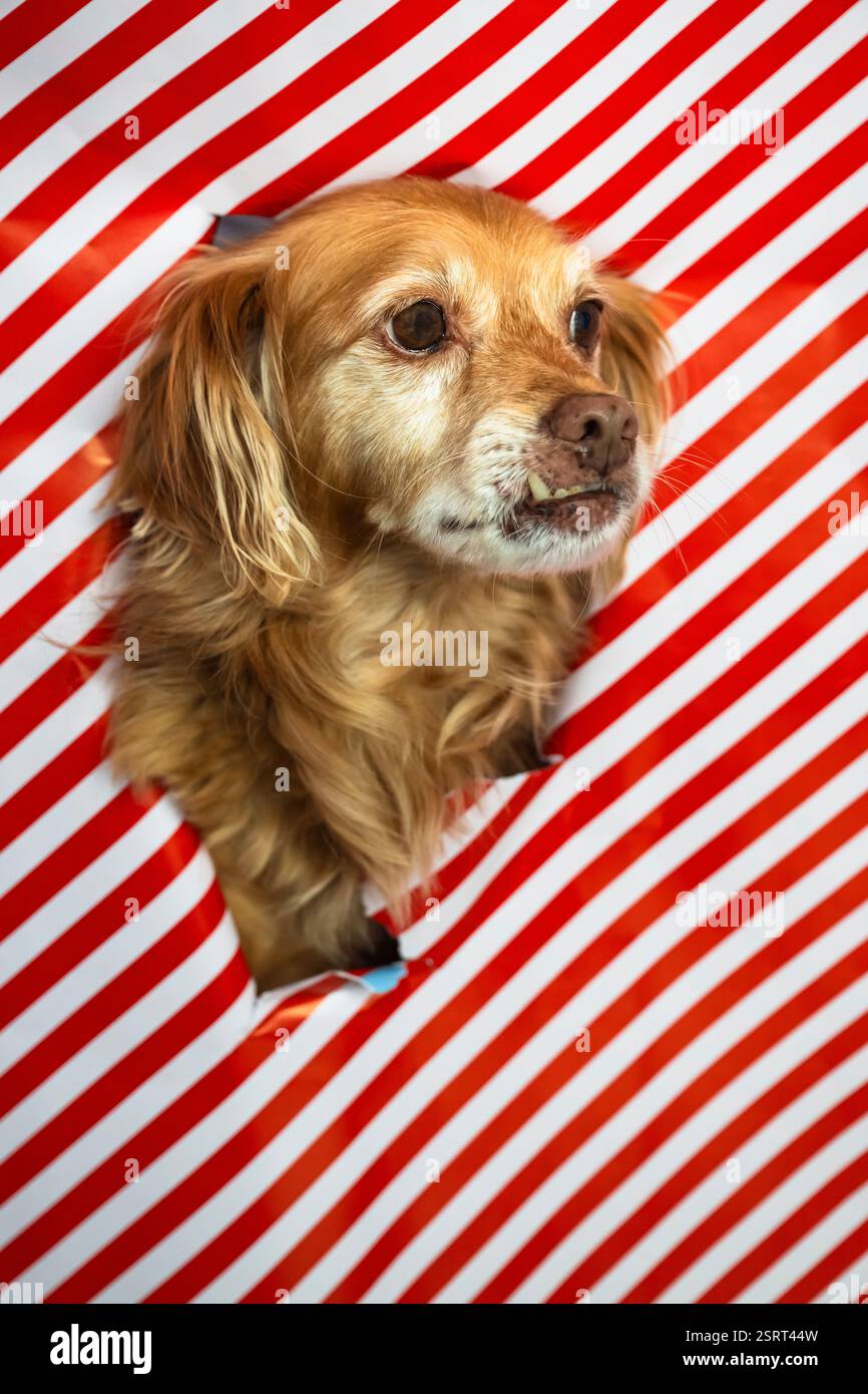 Spaniel Mongrel Dog regarde à travers une ouverture dans un papier d'emballage rayé rouge et blanc Banque D'Images