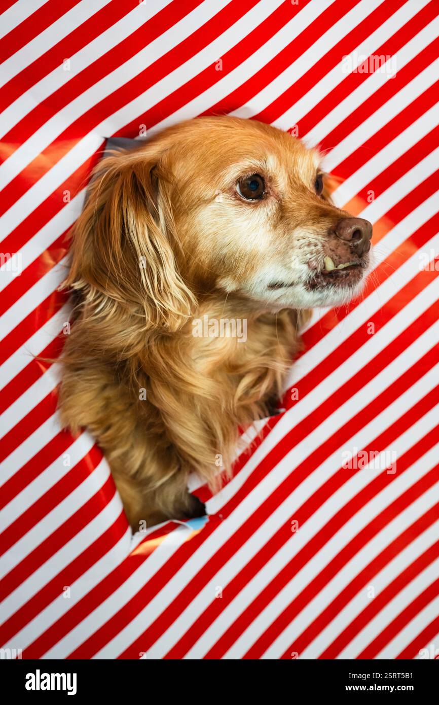 Spaniel Mongrel Dog regarde à travers une ouverture dans un papier d'emballage rayé rouge et blanc Banque D'Images