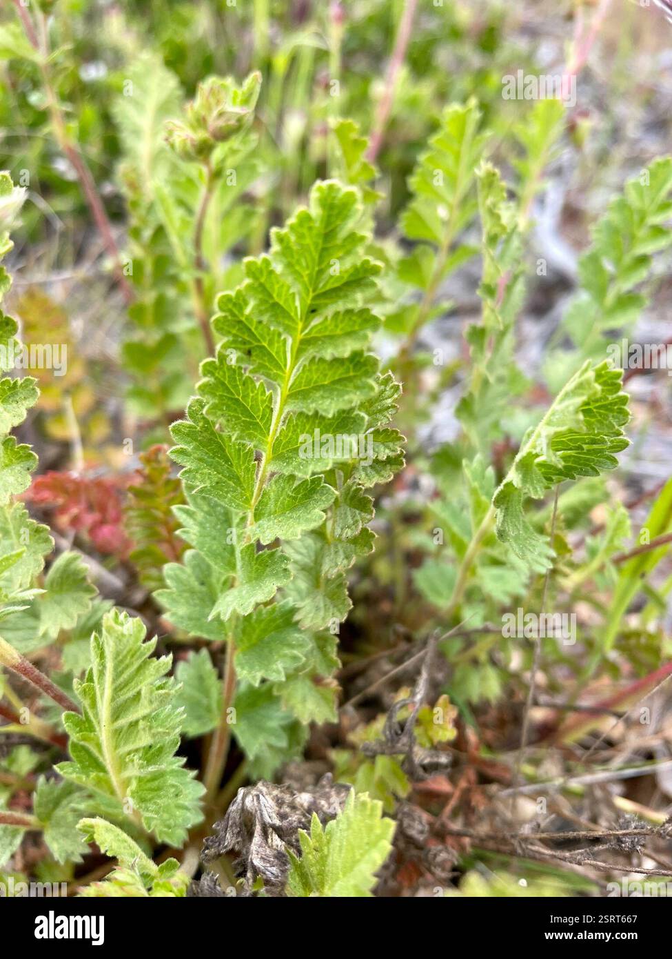 Horkelia de kellogg (Horkelia cuneata sericea), Plantae, comté de Monterey, US-CA, US, les deux ssp. Sont répertoriés dans Jepson eFlora pour CCO et poussent sur de vieilles dunes et collines de sable côtières. Kellogg's Horkelia. (Horkelia cuneata var. Sericea) 'habitude : poils denses, +- non glandulaires, ascendants à apprimés. Inflorescence : dense à +- ouvert ; grappes de plusieurs à plusieurs, à fleurs multiples ; pédicelles généralement 1-12 mm. Fleur : bord intérieur en hypanthium poilu ; base du filament de 0.5-1 mm de large. Chromosomes : n = 14. Écologie : vieilles dunes, collines de sable côtières ; altitude : généralement Banque D'Images