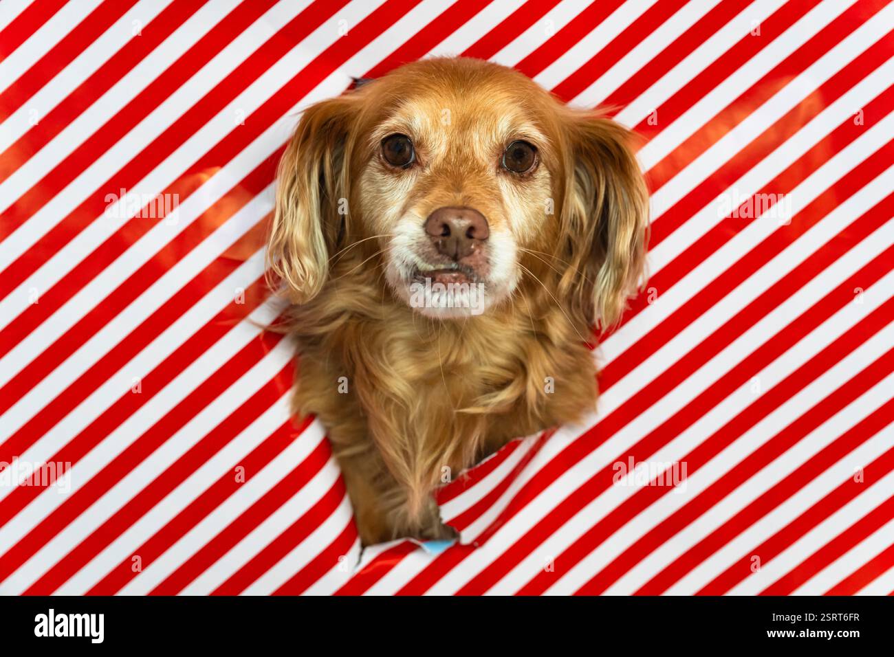 Spaniel Mongrel Dog regarde à travers une ouverture dans un papier d'emballage rayé rouge et blanc Banque D'Images
