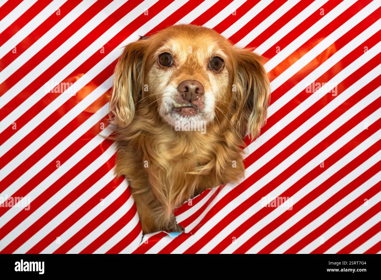 Spaniel Mongrel Dog regarde à travers une ouverture dans un papier d'emballage rayé rouge et blanc Banque D'Images