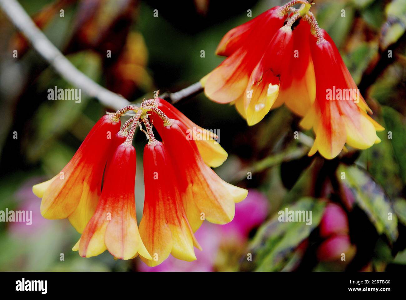 Fleur, sano chimal rhododendron cinnabarinum, Yumthang, Sikkim du Nord, Inde, Asie Banque D'Images