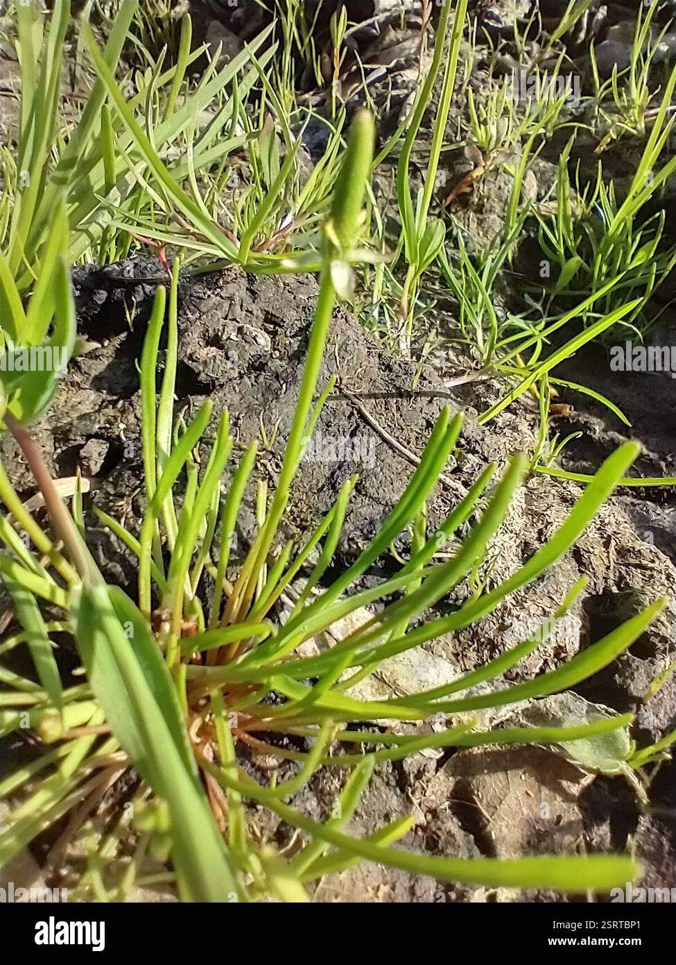 Petite queue de mousette (Myosurus minimus), Plantae, Drongen Watersportbaan, 9000 Gand, België Banque D'Images